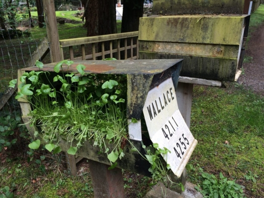mailbox_garden_pender